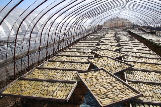 干し芋のむくみはなぜ起こる?大量に干し芋を作っているところ