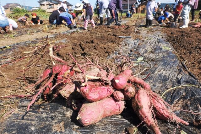 子供や大人がさつまいも掘りをしている様子