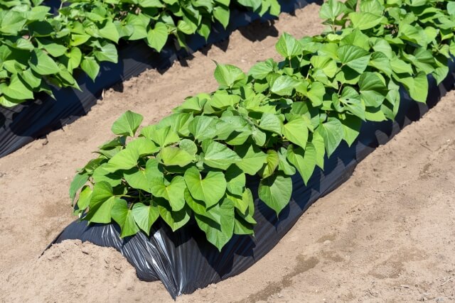 さつまいも紅はるか収穫時期