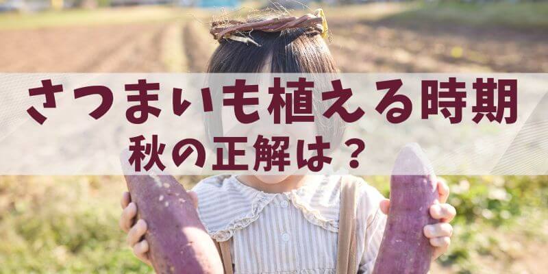 さつまいも植える時期秋の正解は？地域別カレンダーで完全ガイド
