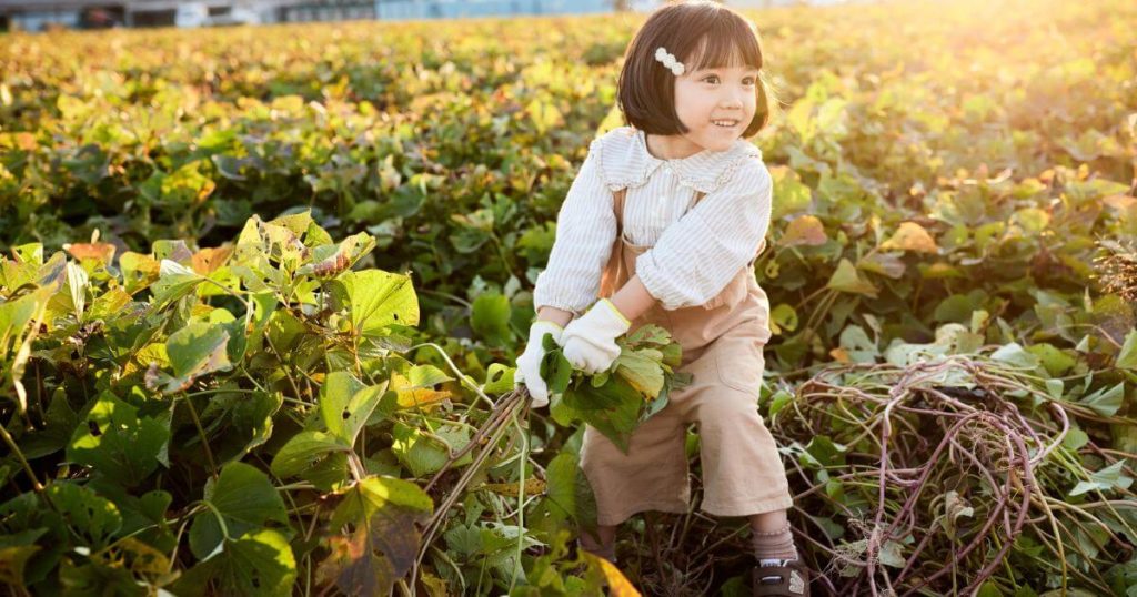 さつまいもの紅はるかを女の子楽しそうに収穫している様子