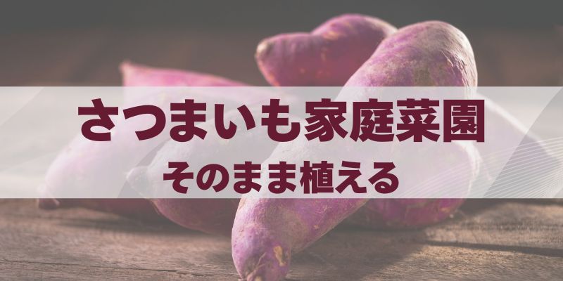 さつまいもをそのまま植える方法と家庭菜園で成功する秘訣ガイド