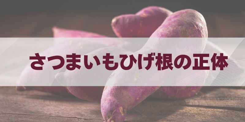 さつまいもひげ根の正体の記事タイトル