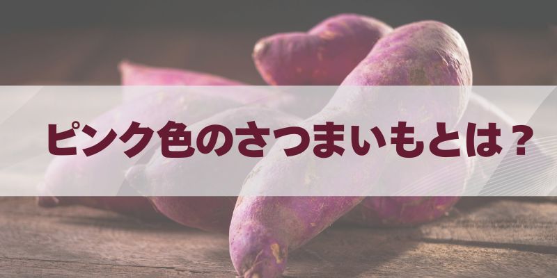 ピンク色のさつまいもとは？品種・選び方・美味しいレシピ完全ガイド