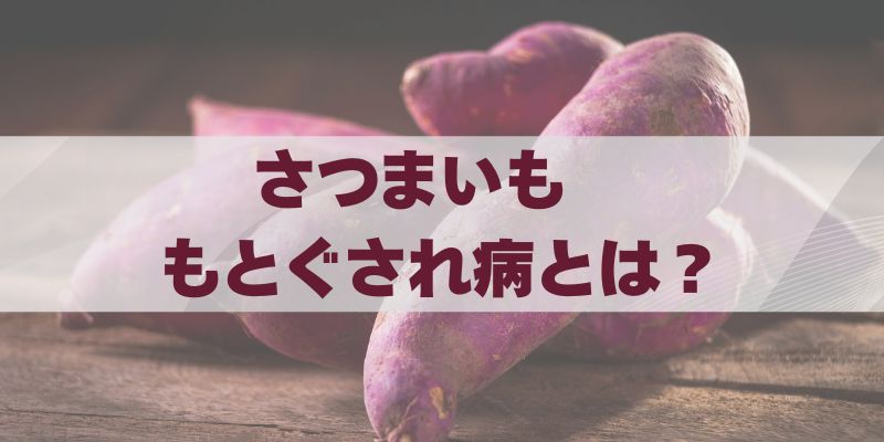 さつまいもの「もとぐされ病」とは？ブログ記事